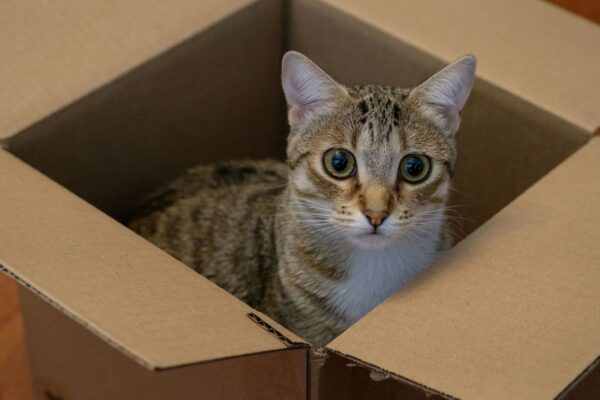 Caixas reduzem estresse e cortisol em gatos. (Foto: Pexels via Canva)