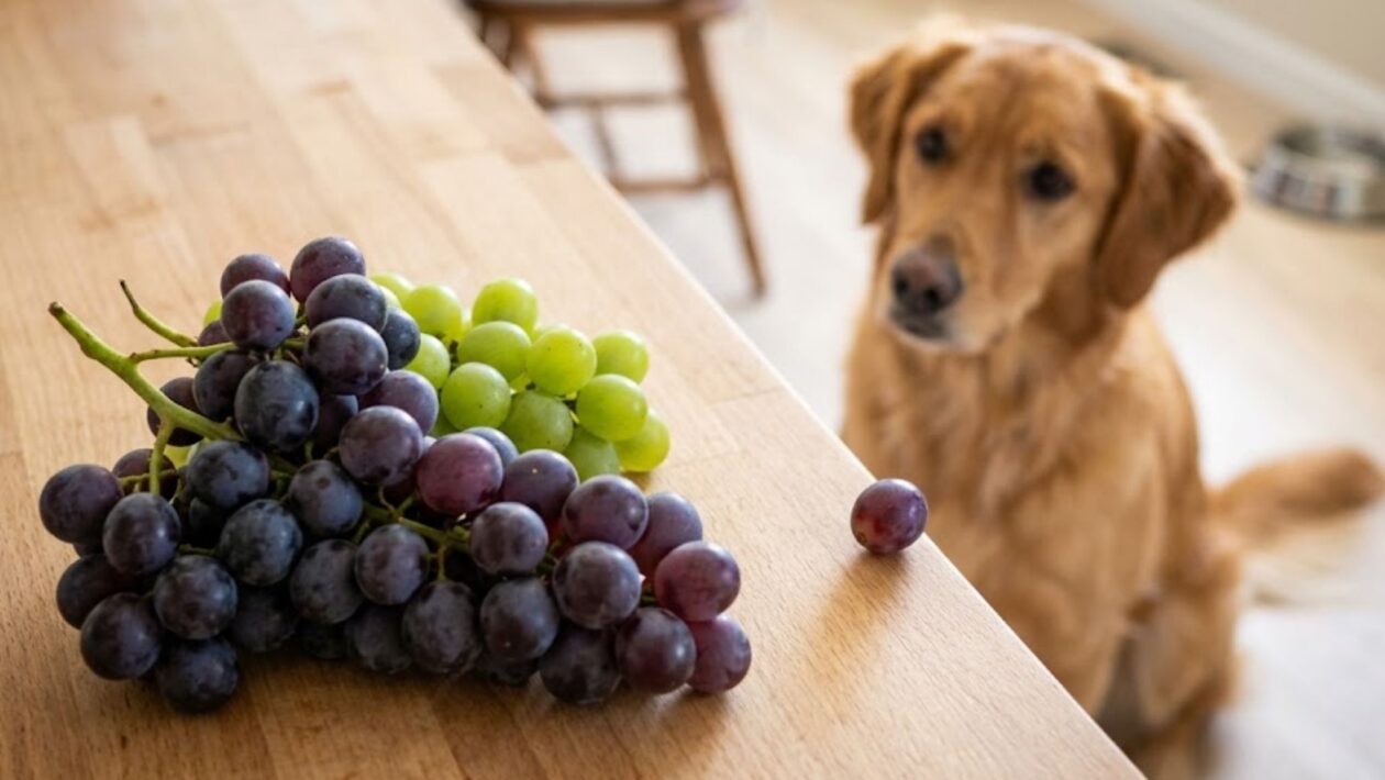 Mesmo poucas uvas podem ser perigosas para pets. (Foto: Fala Ciência via Gemini)