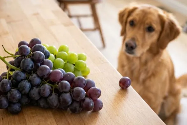 Mesmo poucas uvas podem ser perigosas para pets. (Foto: Fala Ciência via Gemini)