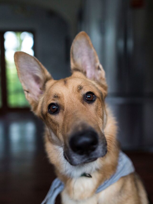 O que significam as posições das orelhas dos cães?