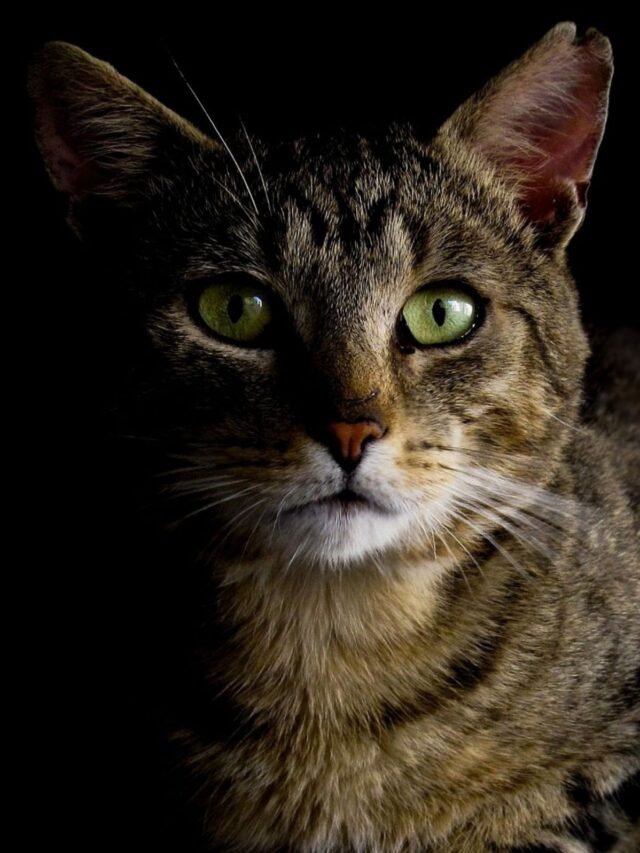 Por que os olhos dos gatos brilham no escuro?